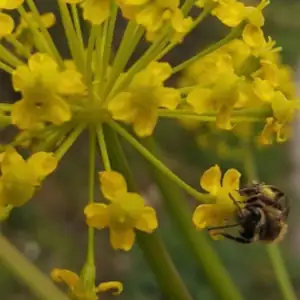 Une abeille butine une fleur jaune Ã  La Belle Verte