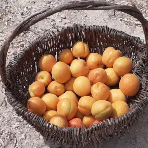 Une rÃ©colte d'abricots au jardin de La Belle Verte